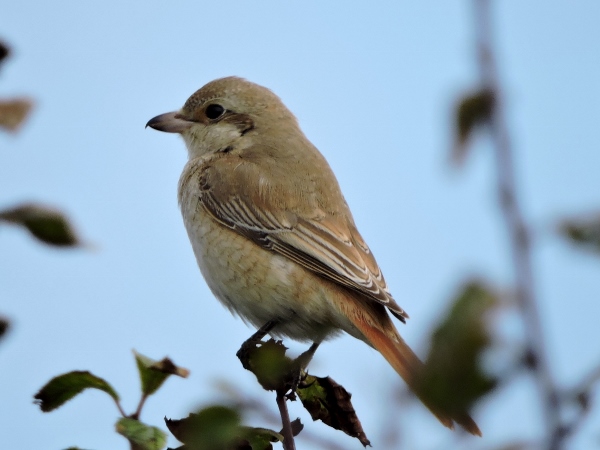 Isabelline Shrike