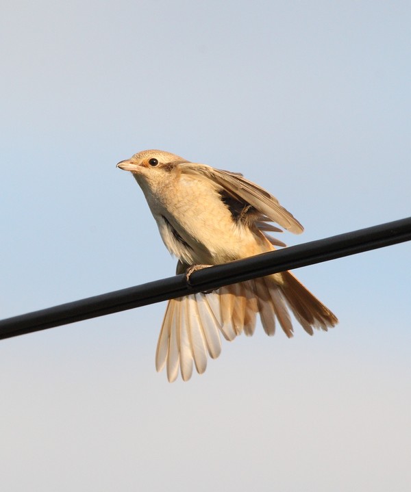 Isabelline Shrike