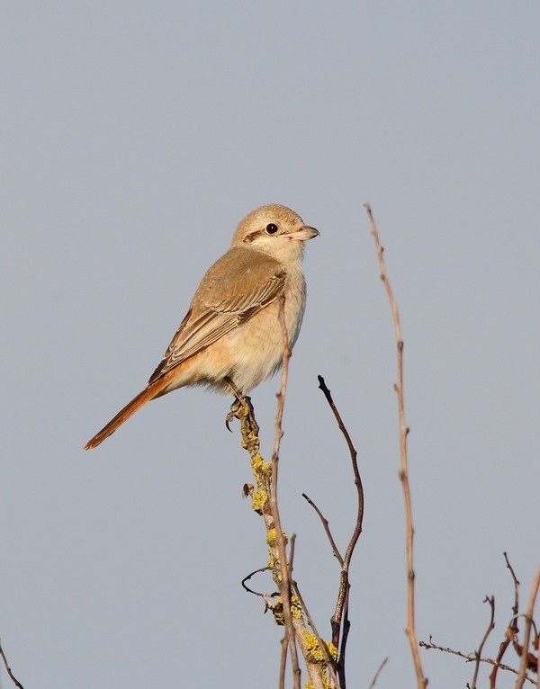 Isabelline Shrike