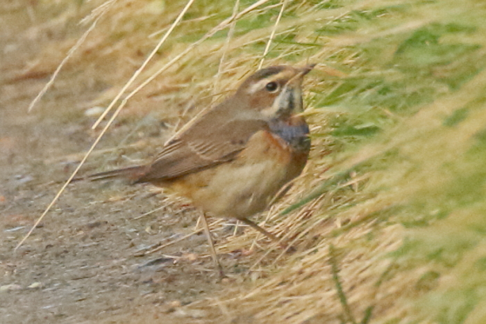 Bluethroat
