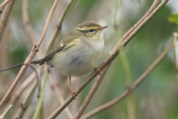 Yellow-browed Warbler