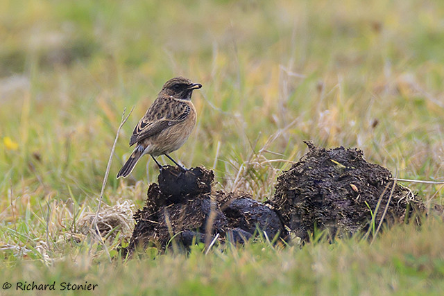 Stonechat