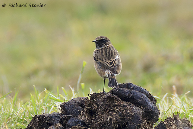 Stonechat
