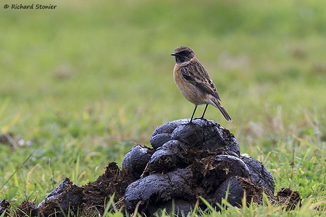 Stonechat