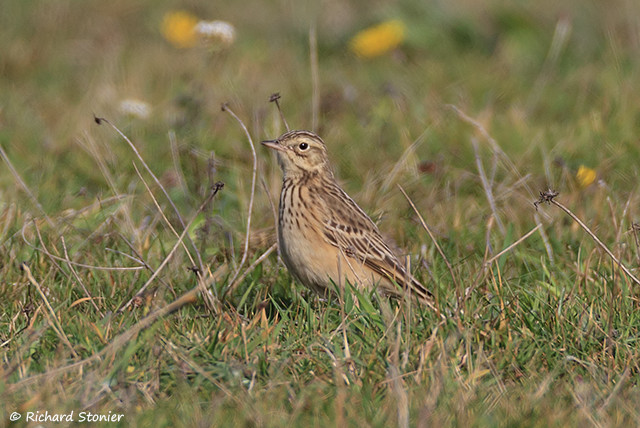 Blyth's Pipit