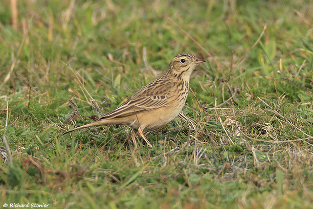 Blyth's Pipit