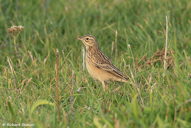 Blyth's Pipit