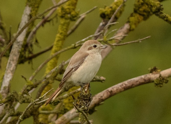 Isabelline Shrike