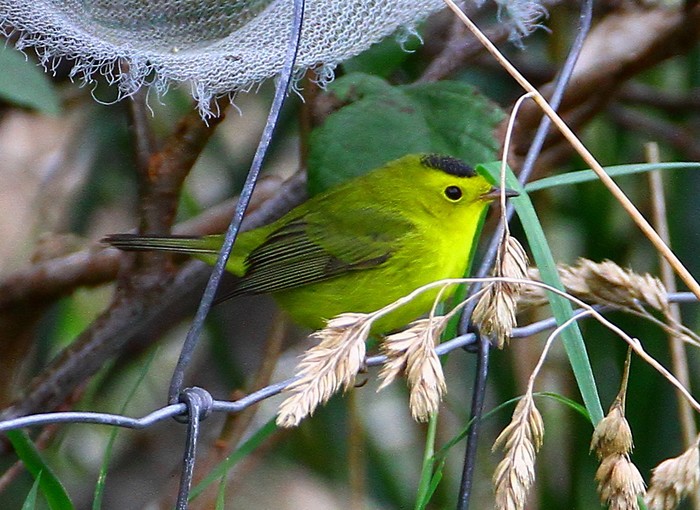 Wilson's Warbler