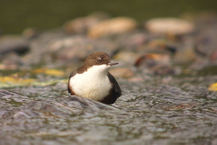 Dipper
