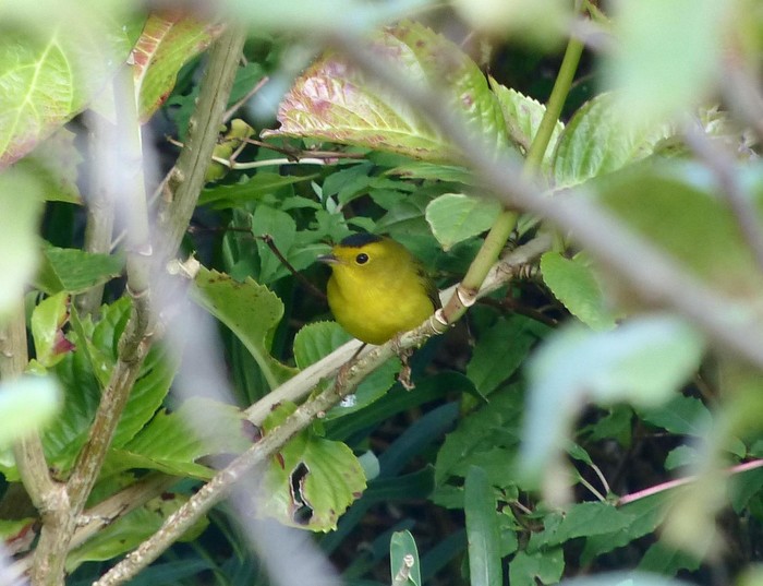 Wilson's Warbler