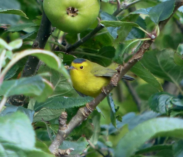 Wilson's Warbler