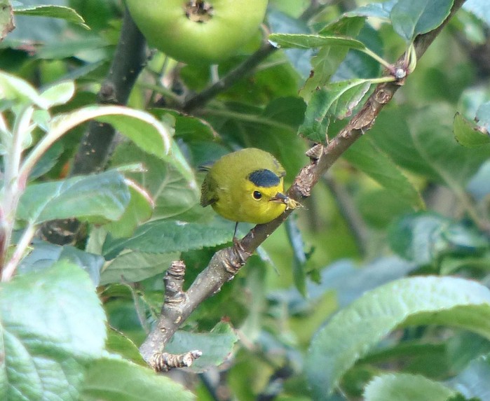 Wilson's Warbler