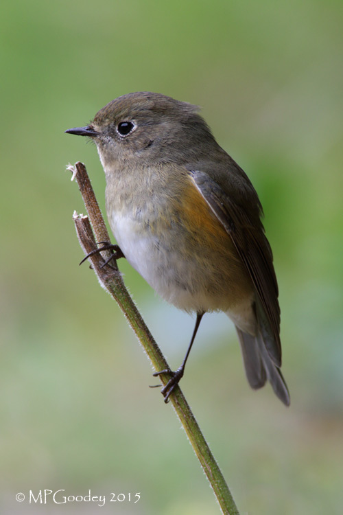 Red-flanked Bluetail