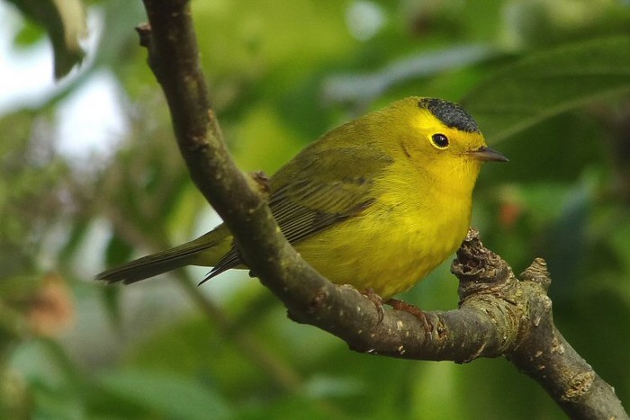 Wilson's Warbler
