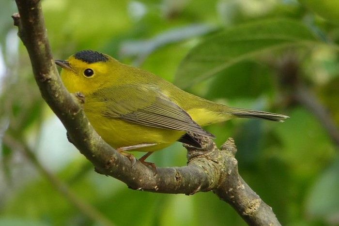 Wilson's Warbler