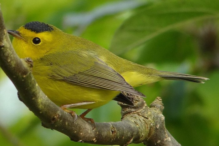 Wilson's Warbler
