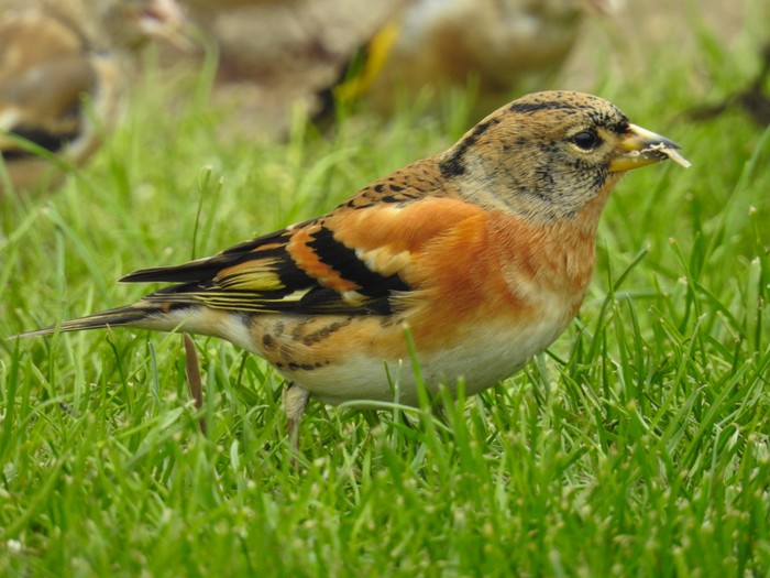 Brambling