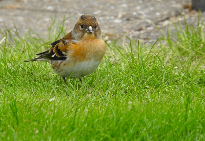 Brambling
