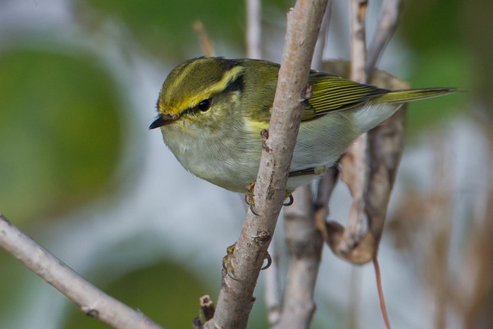 Pallas's Warbler