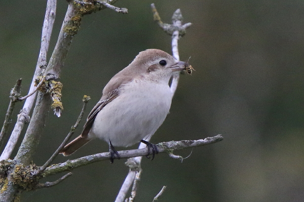 Isabelline Shrike