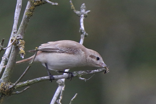 Isabelline Shrike