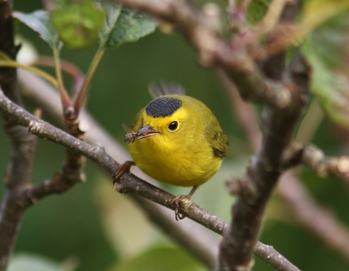 Wilson's Warbler