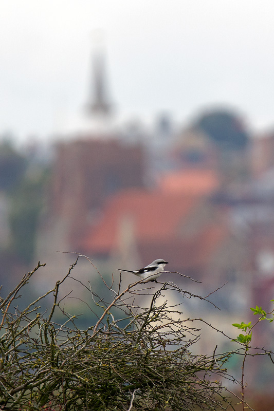 Great Grey Shrike