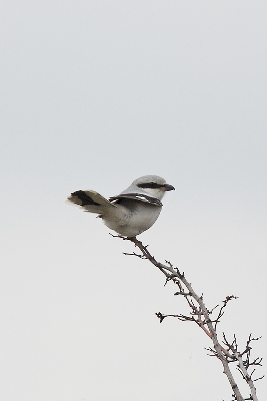 Great Grey Shrike