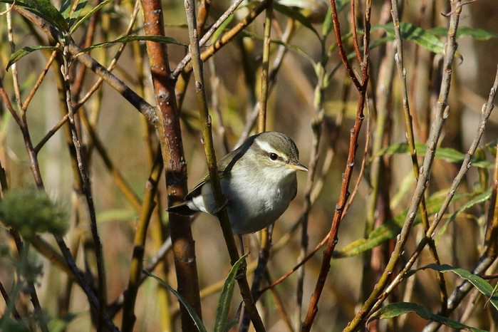 Arctic Warbler