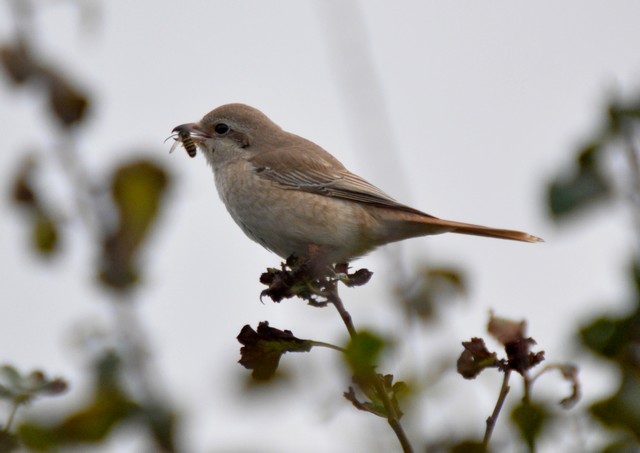 Isabelline Shrike
