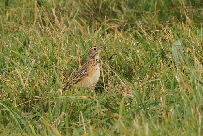 Blyth's Pipit