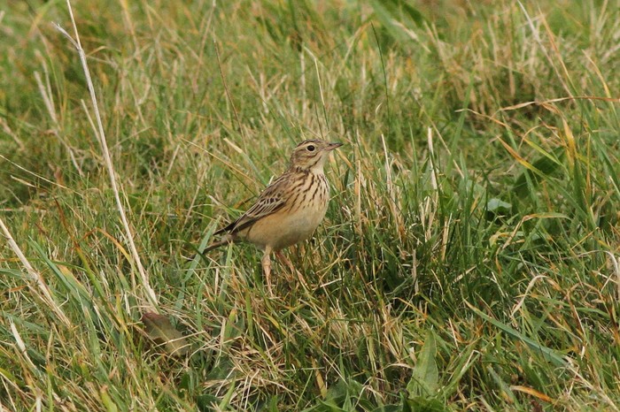 Blyth's Pipit