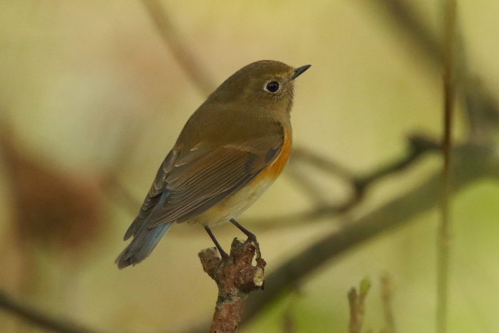 Red-flanked Bluetail