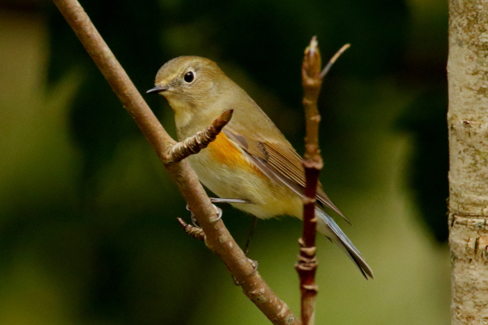 Red-flanked Bluetail