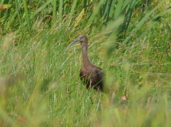 Glossy Ibis