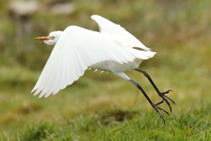 Cattle Egret
