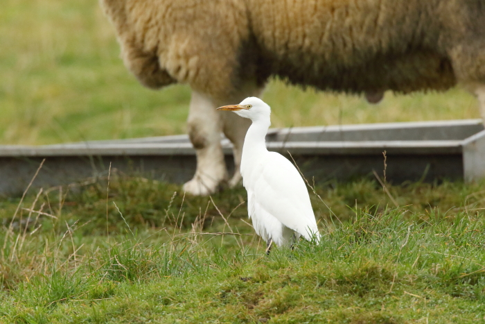 Cattle Egret
