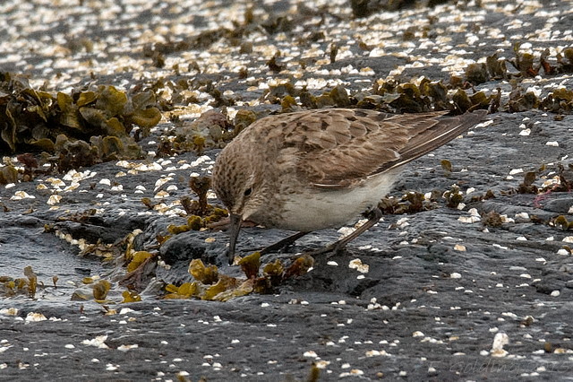 White-rumped Sandpiper