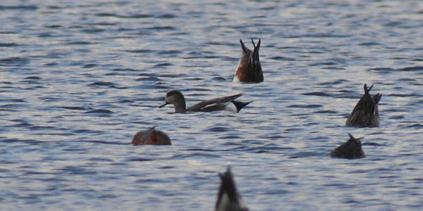 American Wigeon