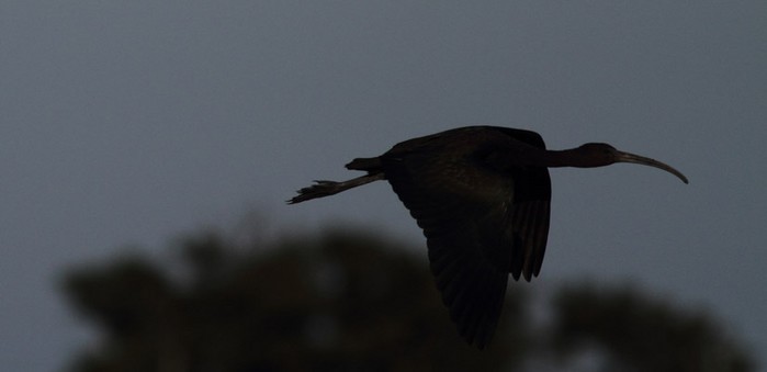 Glossy Ibis