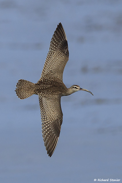 Hudsonian Whimbrel