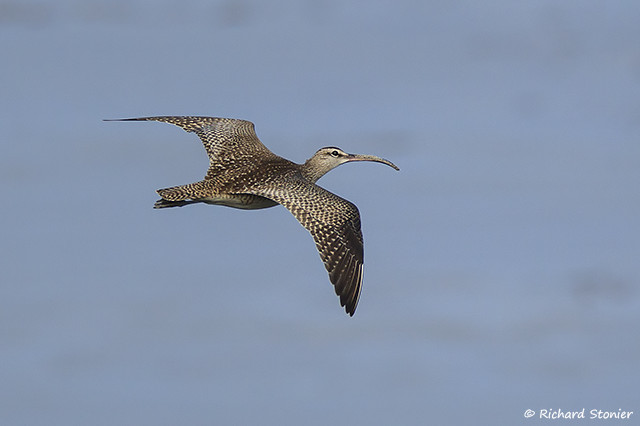 Hudsonian Whimbrel