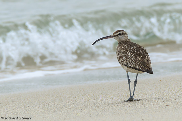 Hudsonian Whimbrel