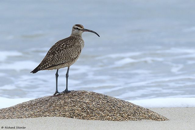 Hudsonian Whimbrel