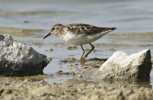 Least Sandpiper