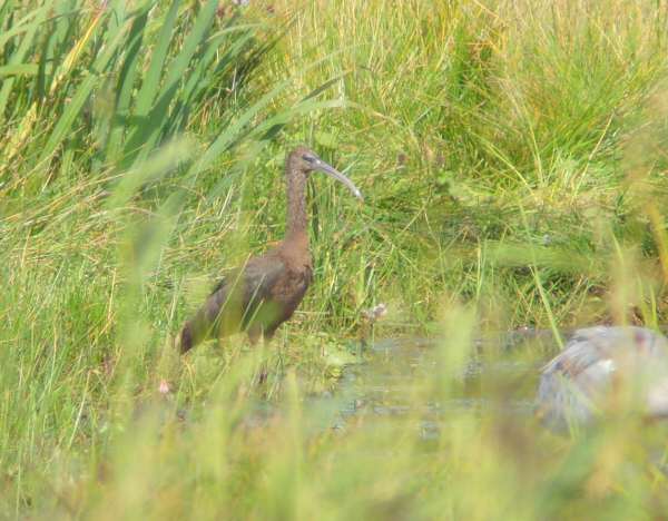 Glossy Ibis