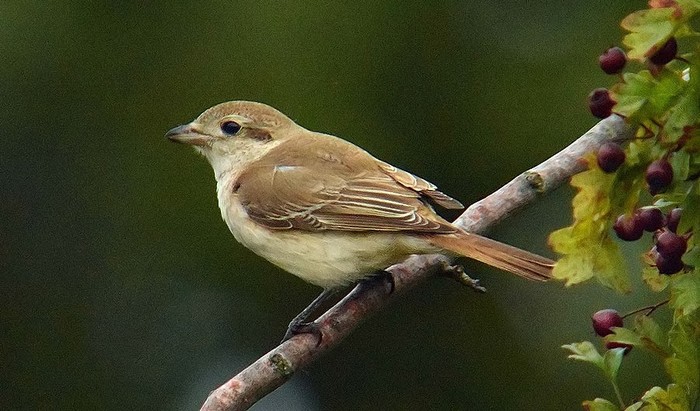 Isabelline Shrike