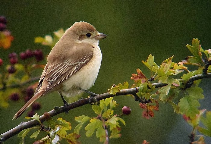 Isabelline Shrike