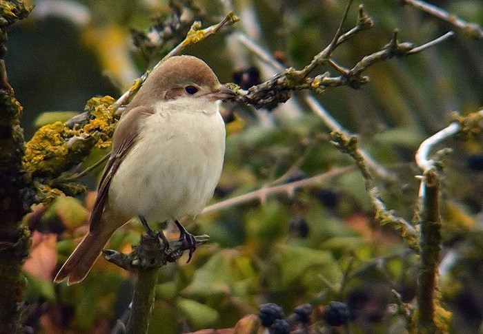 Isabelline Shrike